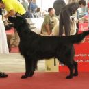 Almanza Ragamuffin
