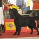 Almanza Ragamuffin