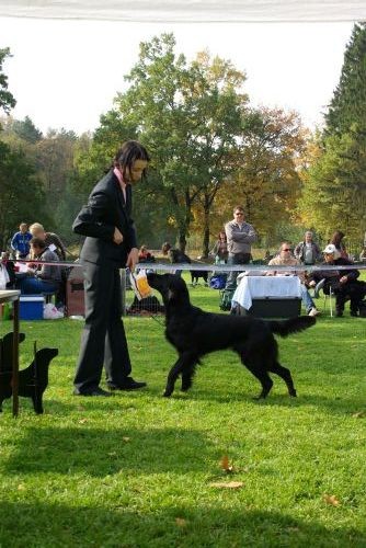 Klubska razstava SKR, 13. 10. 2007 - foto povečava