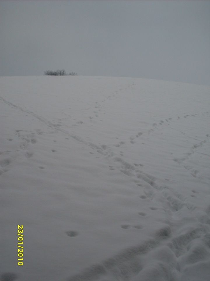 Skoraj na Raduhi - foto povečava