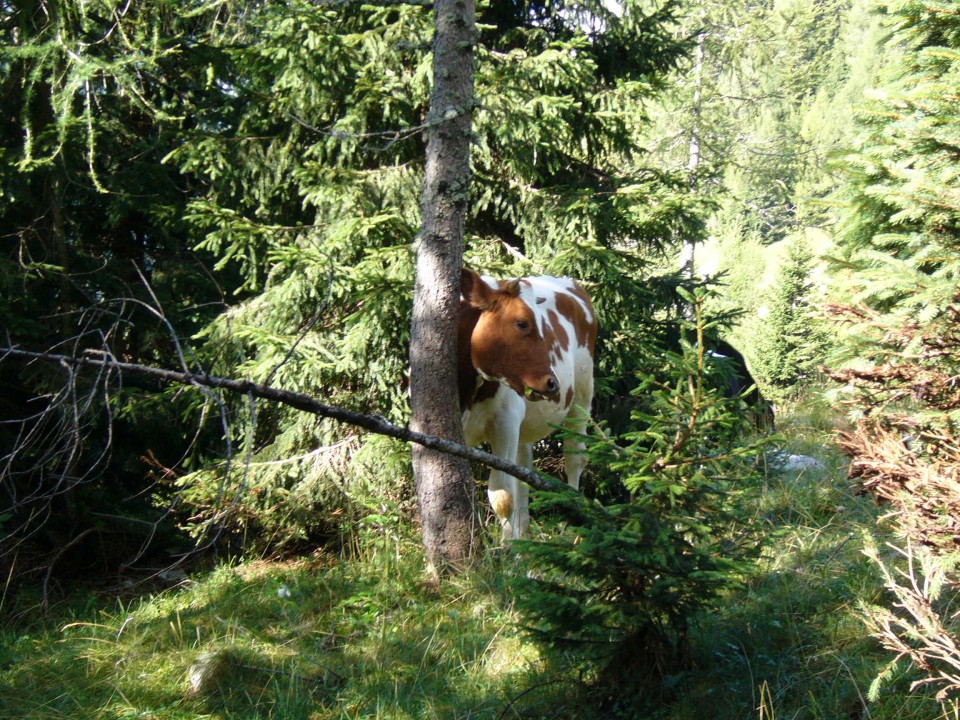 Rifugio Corsi & Vis - foto povečava