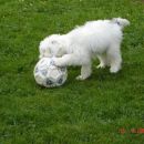 Sali igra nogomet