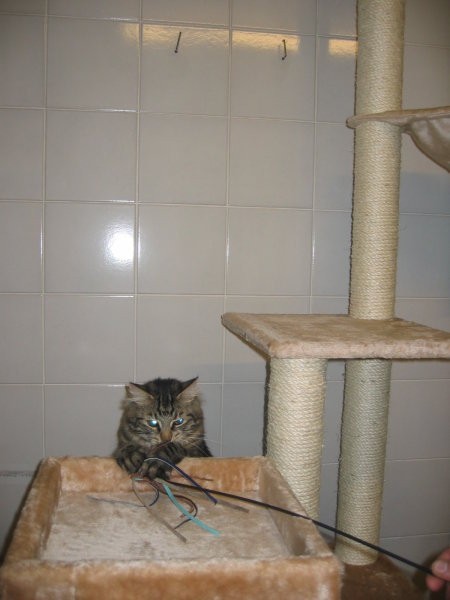 Smokey - foto