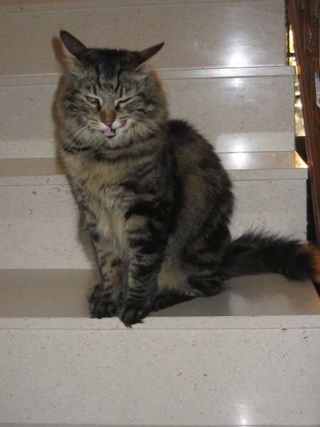 Smokey - foto