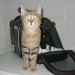 Cat Pack v novem domu!