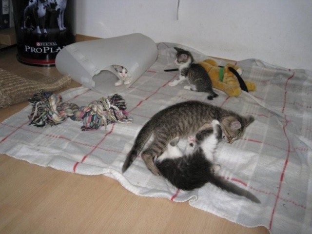 Maitai, Mimosa, Mojito, Midori v novem domu - foto