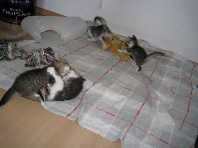 Maitai, Mimosa, Mojito, Midori v novem domu - foto