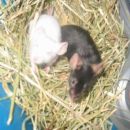 Tommy2&Lucifer