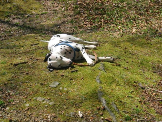 OXY,KORA IN OSTALI - foto