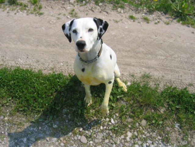 MOJE PIKICE - foto