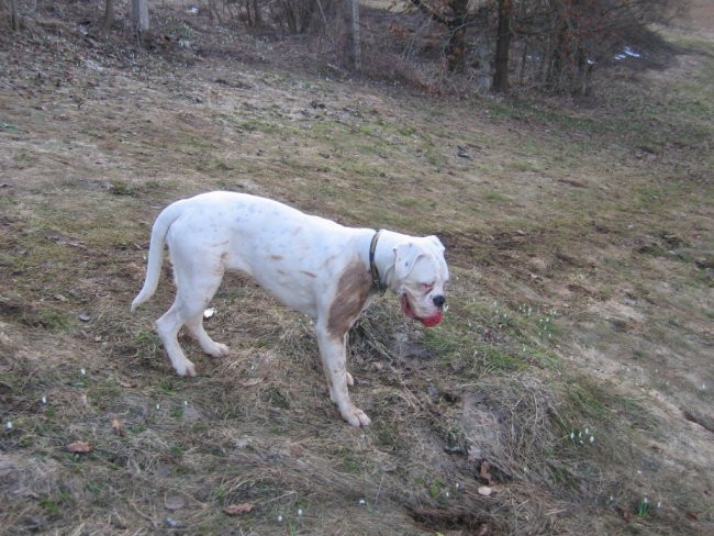 rudi