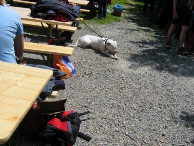 Moj pes piknik - foto