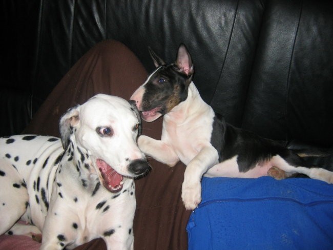 Oxy & Flika