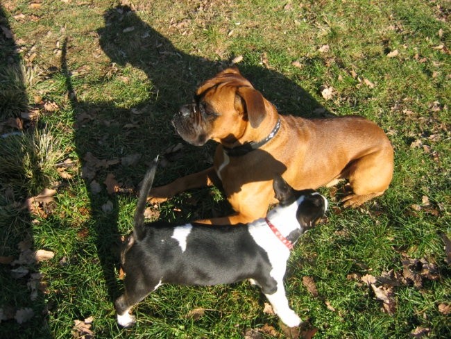 Amon & Flika