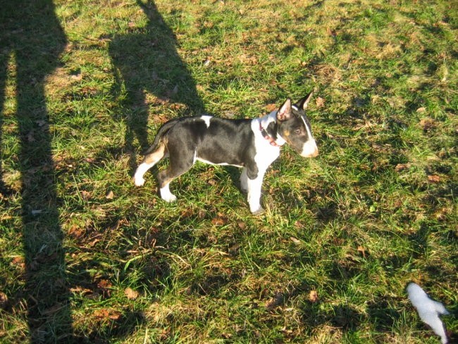 Flika