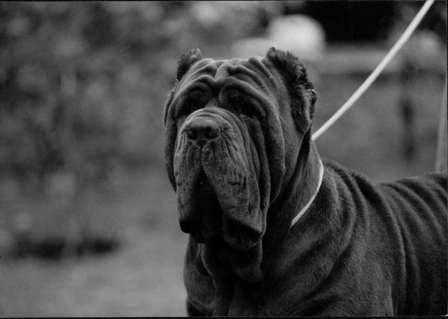 Mastino - foto