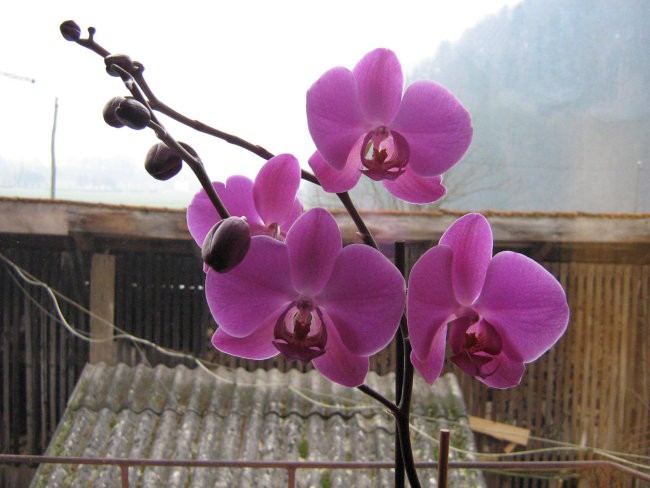 moja orhideja