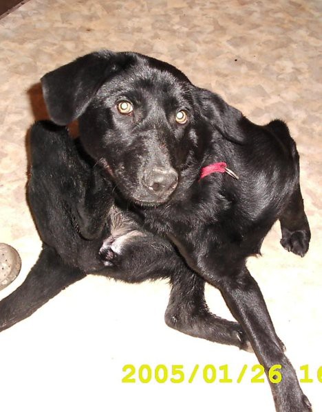 Moja Pika - foto povečava