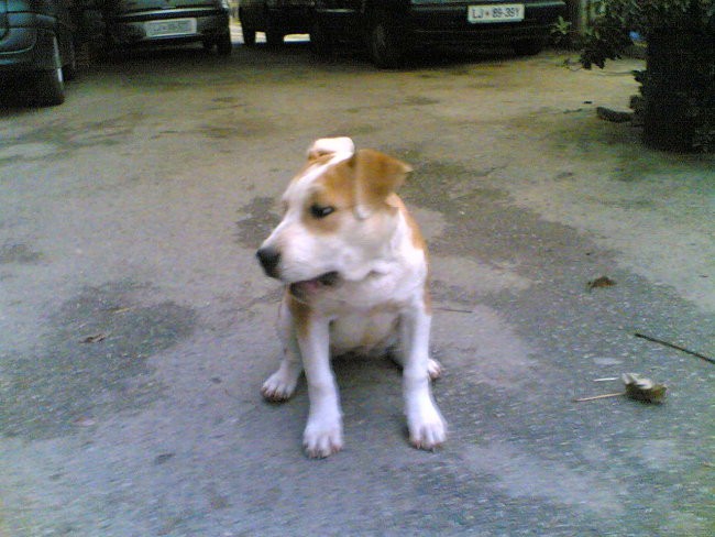 Lady - foto povečava