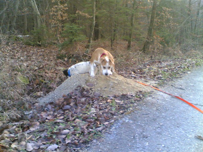 Lady - foto povečava