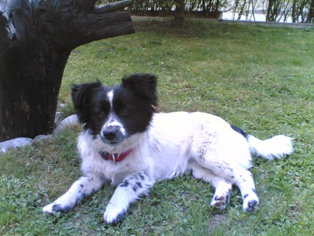Lady - foto