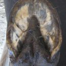 Hind left sole