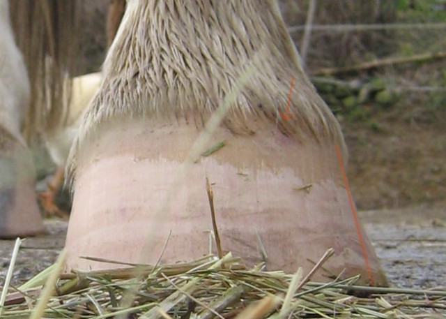 FR before trim; a flare and a newly-developed bruise are marked