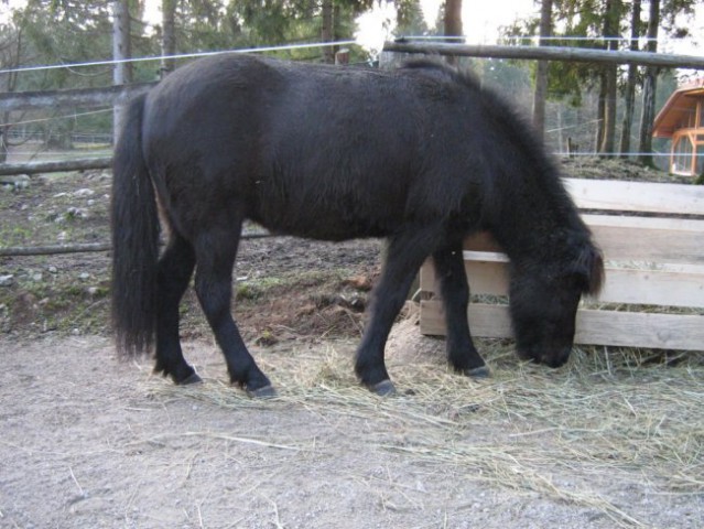 After trim she almost run behind me to get treat, she went right to eat in paddock. Next d