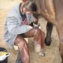 The beginning of setup trim. The 20yrs old stud was practically immobile without shoes.