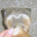 HL pre trim. A bit crooked (highre inner heel)