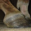 FR trimmed. Considerably lowered heel, mare was not sore after