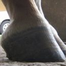 FR trimmed Sept 2nd. Not the difference of angles between front hooves. Toe flare finally 