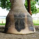 FL trimmed Flares slowly but surely growing out, hoof getting normal shape