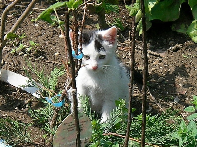 SAMIČKA