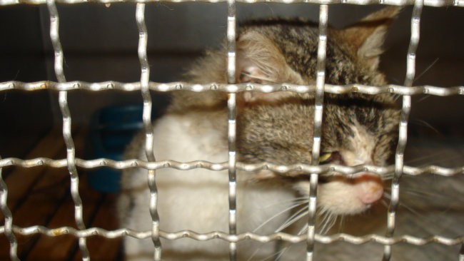 Ubogi mucek - foto povečava