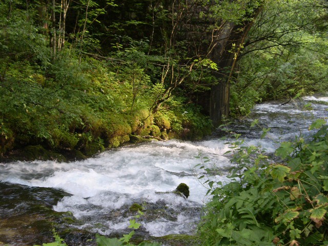 GRINTOVEC - 28. junij 2008 - foto povečava