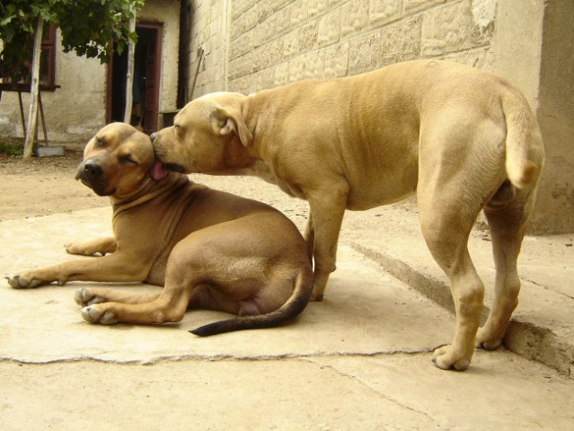 Pit bul terijer - foto