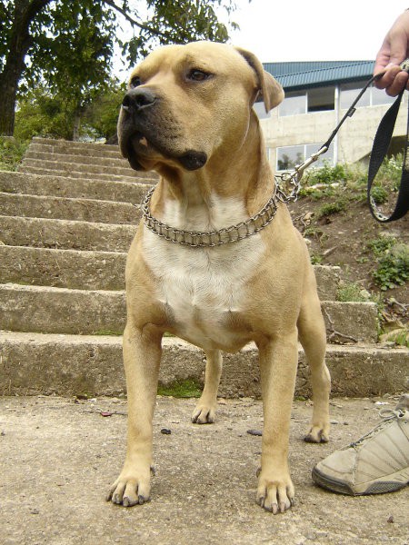 Pit bul terijer - foto povečava