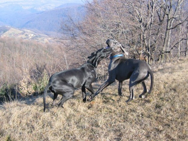 Svit & Bluna (Planina jan.05) - foto