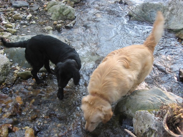 Blacky+goldi - foto povečava