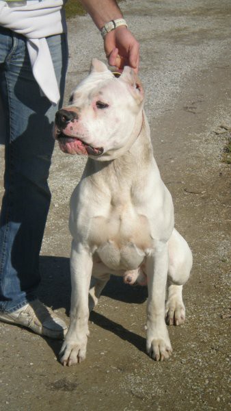 Dogo Argentino - foto povečava