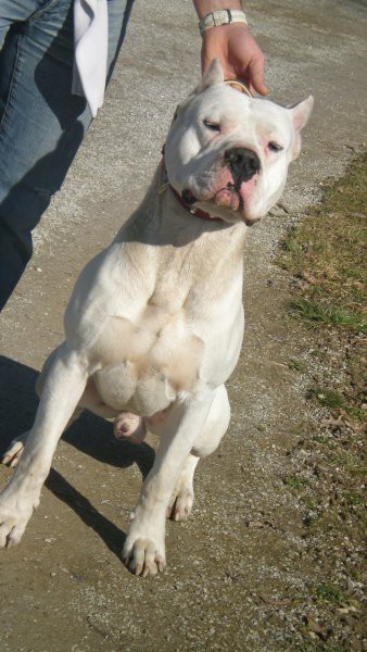 Dogo Argentino - foto povečava