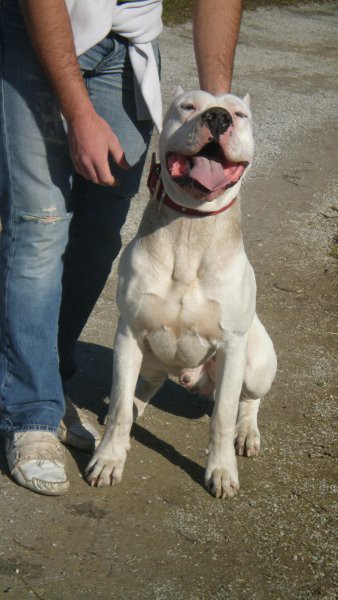 Dogo Argentino - foto povečava