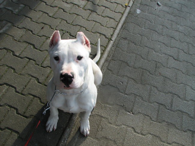 Dogo Argentino - foto povečava