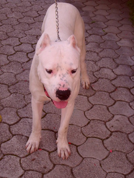 Dogo Argentino - foto povečava