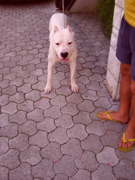 Dogo Argentino - foto povečava