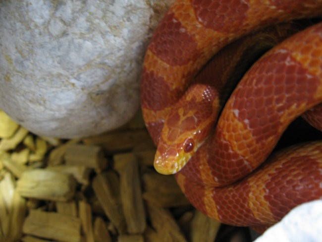 Thia - Pantheropis guttatus - foto povečava