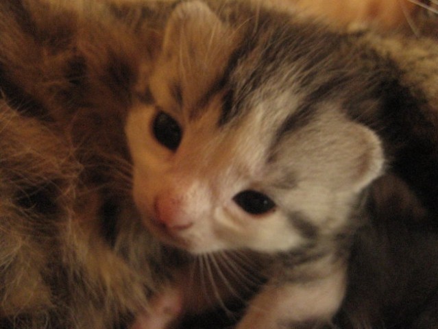 Kittens - foto