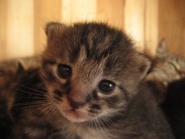 Kittens - foto