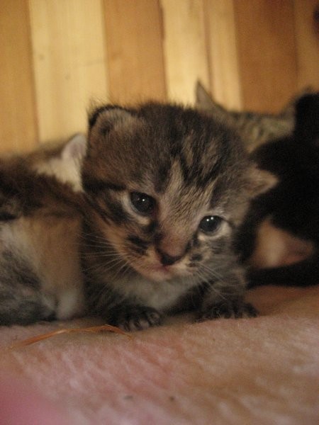 Kittens - foto povečava